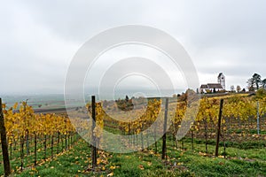 View of a picturesque white country church surrounded by golden vineyard pinot noir grapevine landscape
