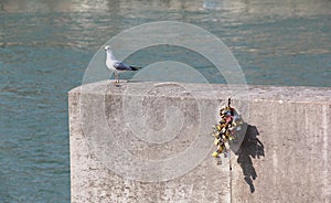 View of pigeon bird and locks tradition of lovers in Paris and tourist visitors
