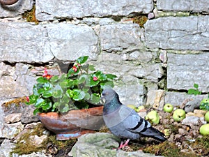 View of pigeon. pot with flowers and apples on the ancient wall  in Tallinn. Estonia