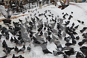 View of pigeons with snow in front of Eyup Sultan Mosque. photo
