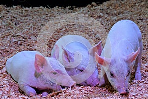 A view of Piglet playing.