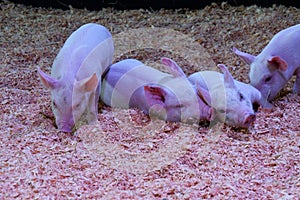 A view of Piglet playing.