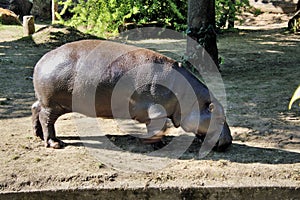 A view of a Pigmy Hippo