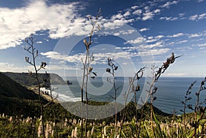 View of Piha beach through flax bushes, west coast, North Island, New Zealand