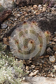 View of Pincushion Cactus, Cochemiea setispina