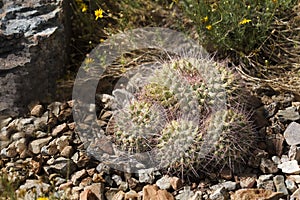 View of Pincushion Cactus, Mammillaria hertrichiana