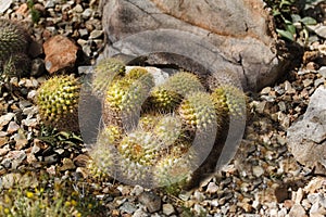 View of Pincushion Cactus, Mammillaria marksiana