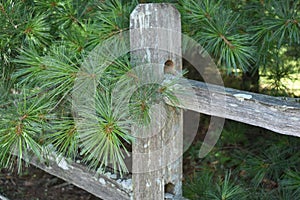 View of pine bough and old worn wooden fence suitable for a background.