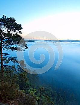 View pine branches to deep valley within blue fogy morning, peaks of hills a fresh misty forests below