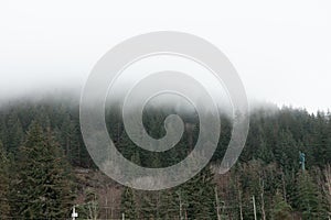 View of pine forest on foggy day at the Cypress Hill near Vancouver