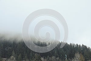 View of pine forest on foggy day at the Cypress Hill near Vancouver