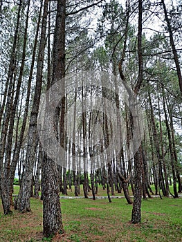 View of the pine forest at the Sipinsur Geosite, North Sumatra, Indonesia.