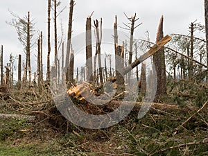 A view of a pine forest after storm cyclone Gabrielle.Almost every tree has been snapped by severe high winds.