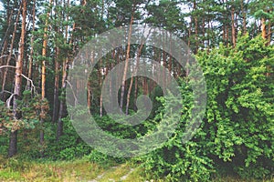 View of the pine forest on a summer day