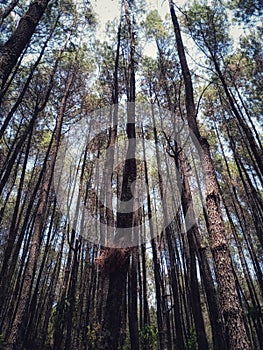 view of pine trees in the afternoon. scenery Pine forest in Mount Merbabu National Park, Central Java, Indonesia