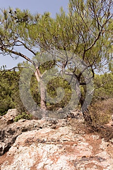 View of pine trees called Pinus Brutia and volcanic rocks captured in Aegean coast of Turkey.