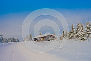 View of pine trees covered with snow and ice during winter