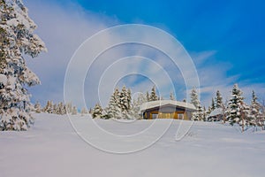 View of pine trees covered with snow and ice during winter