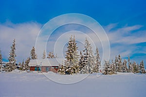 View of pine trees covered with snow and ice during winter