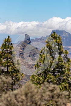 View through the pine trees on the right and left of the picture to Roque Bentayga in the mountains of Gran Canaria