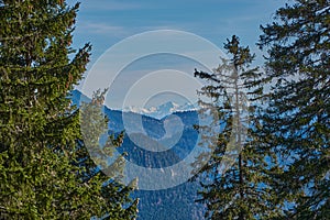 View through pines on snowy mountain peaks in the Alps. Snowy mountain peaks in summer. Panoramic mountain landscape in the