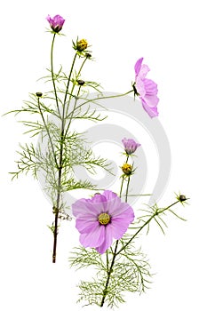 Pink Cosmos