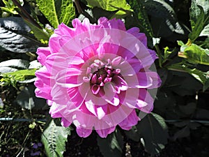 View of  pink dahlia with green leaves in summer Tallinn