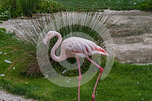 View of a pink flamingo , seen from the side , walking through a green lawn .