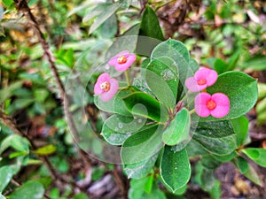 View of pink flowers and green leaves at the garden