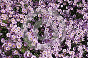 View of pink flowers of Michaelmas daisies from above