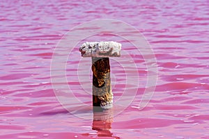 View on pink lake with Dunaliella Salina algae. Lemurian lake at south of the Ukraine