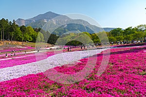 View of Pink moss Shibazakura, Phlox subulata flower at Hitsujiyama Park