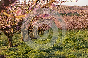 View of pink peach trees field in blossom on natural background in Aitona photo