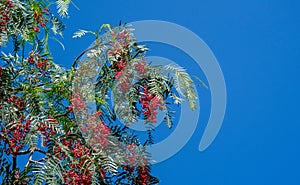 View on pink Peruvian peppercorn tree on blue sky background