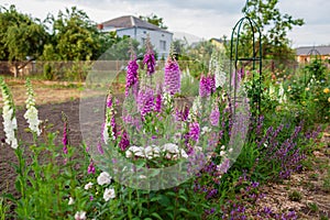 View of pink purple white foxglove flowers blooming in summer garden by roses, salvia. Digitalis in blossom. Flower bed