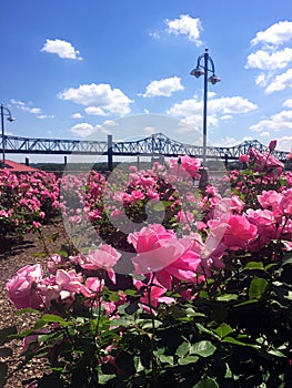 View from pink rose garden looking out at steel bridge over Illinois river