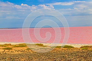 View of pink salty Syvash lake in Kherson region, Ukraine