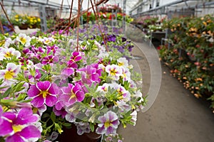 View on pink and white petunia flowers and many other blossom flowers on stacks shelves inside hothouse. Flowers market for garden