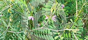 A view of a pink wild indigo (kathuru pila) tree in full bloom on a sunny afternoon in Sri Lanka.