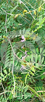 A view of a pink wild indigo (kathuru pila) tree in full bloom on a sunny afternoon in Sri Lanka.
