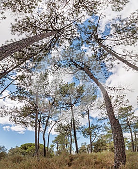 View of the pinus pinaster tree with branches over a blue sky wi