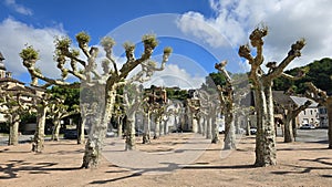 View of Plane trees or Platanaceae trimmed using the topiary method