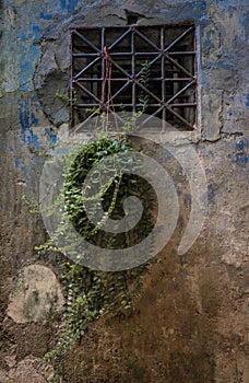 View of Plant on an old wall