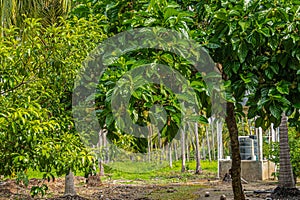 View through plantation trees, Parque EcoturÃÂ­stico. Zihuatanejo, Mexico photo