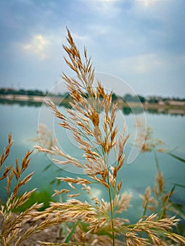 a view of a plants growing on Tigris river in Iraq