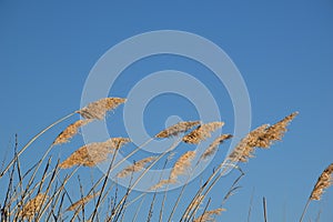 View of plants in the wind against a blue sky background