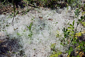 View of plethora of dandelion seeds covering the grounds at a park in South Korea