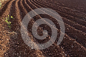 View of the plowed land. Furrows from the plow. Agriculture