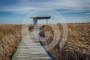 View of Point Pelee National Park with yellow grass during the f