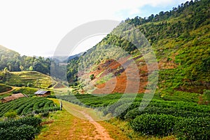 View point Strawberry Farm at doi angkhang mountain